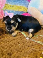 Jade, a female Morkie for sale in Loogootee, IN – 4 of 8