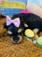 Jade, a female Morkie for sale in Loogootee, IN – 3 of 8