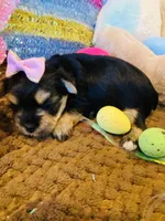 Jade, a female Morkie for sale in Loogootee, IN – 5 of 8