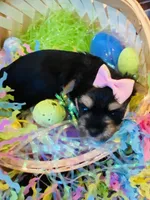 Jade, a female Morkie for sale in Loogootee, IN – 2 of 8