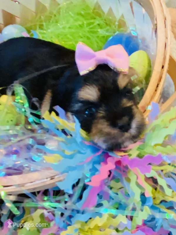 Jade – Morkie puppy for sale in Loogootee, IN