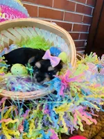 Jade, a female Morkie for sale in Loogootee, IN – 8 of 8