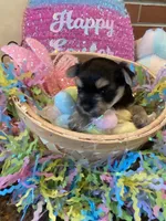 Jade, a female Morkie for sale in Loogootee, IN – 6 of 8