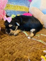 Jade, a female Morkie for sale in Loogootee, IN – 7 of 8