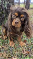 Brutus, a male Cavalier King Charles Spaniel for sale in Loogootee, IN – Photo 3 of 9