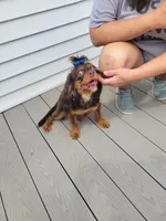 Brutus, a male Cavalier King Charles Spaniel for sale in Loogootee, IN – Photo 6 of 9