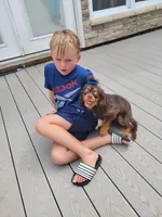 Brutus, a male Cavalier King Charles Spaniel for sale in Loogootee, IN – Photo 5 of 9