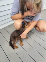 Brutus, a male Cavalier King Charles Spaniel for sale in Loogootee, IN – Photo 7 of 9