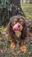 Brutus, a male Cavalier King Charles Spaniel for sale in Loogootee, IN – Photo 2 of 9