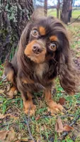 Brutus, a male Cavalier King Charles Spaniel for sale in Loogootee, IN – Photo 1 of 9