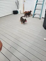 Brutus, a male Cavalier King Charles Spaniel for sale in Loogootee, IN – Photo 4 of 9