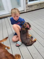 Brutus, a male Cavalier King Charles Spaniel for sale in Loogootee, IN – Photo 8 of 9