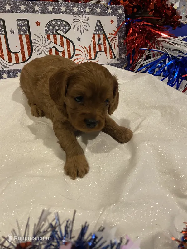Rosie  – Cavapoo puppy for sale in Loogootee, IN