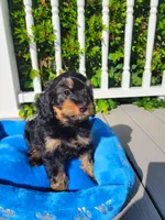 Cosmos, a male Cavapoo for sale in Loogootee, IN – Photo 3 of 5