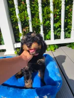 Cosmos, a male Cavapoo for sale in Loogootee, IN – Photo 2 of 5