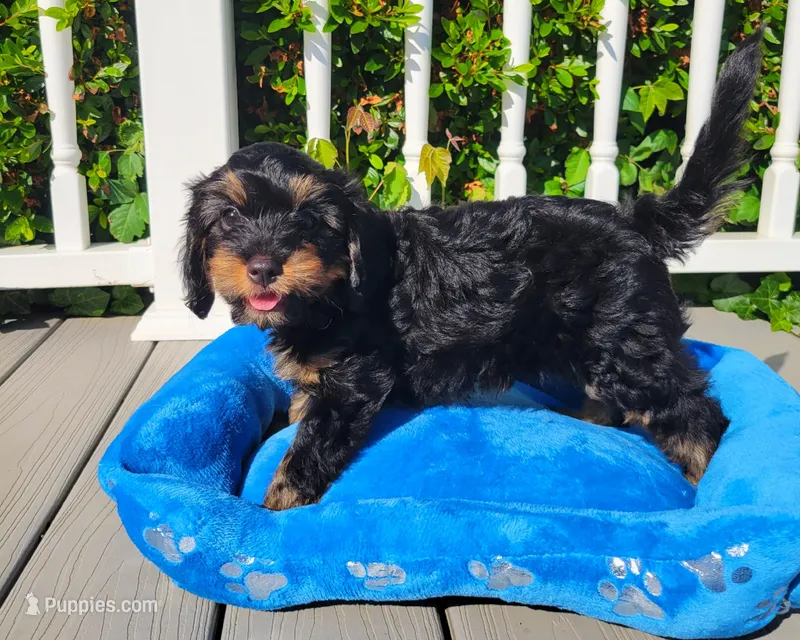 Cosmos, a male Cavapoo for sale in Loogootee, IN – Photo 1 of 5