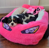 Candy, a female Cavalier King Charles Spaniel for sale in Loogootee, IN – Photo 3 of 5