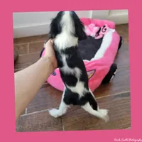 Candy, a female Cavalier King Charles Spaniel for sale in Loogootee, IN – Photo 2 of 5