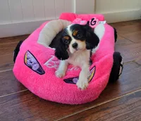 Candy, a female Cavalier King Charles Spaniel for sale in Loogootee, IN – Photo 5 of 5