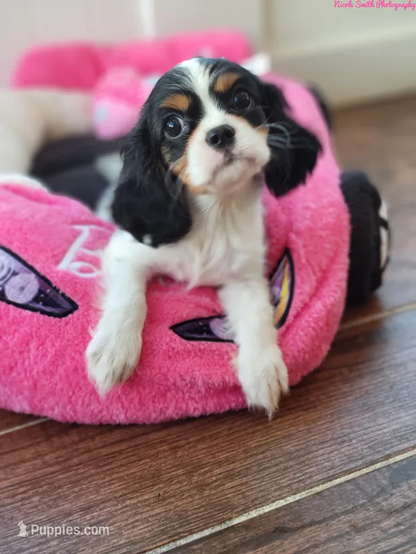 Candy, a female Cavalier King Charles Spaniel for sale in Loogootee, IN – Photo 1 of 5