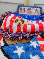 Paris, a female Cavalier King Charles Spaniel for sale in Loogootee, IN – Photo 2 of 4