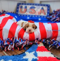 Paris, a female Cavalier King Charles Spaniel for sale in Loogootee, IN – Photo 1 of 4