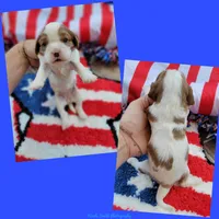 Paris, a female Cavalier King Charles Spaniel for sale in Loogootee, IN – Photo 3 of 4