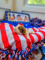 Paris, a female Cavalier King Charles Spaniel for sale in Loogootee, IN – Photo 4 of 4