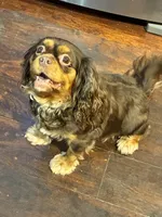 Brown Sugar, a female Cavalier King Charles Spaniel for sale in Loogootee, IN – 8 of 9