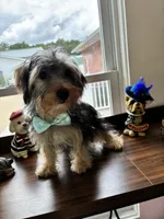 Bailey, a male Morkie for sale in Jasper, IN – 1 of 10