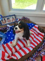 Jojo, a female Cavalier King Charles Spaniel for sale in Loogootee, IN – Photo 2 of 3