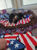 Jojo, a female Cavalier King Charles Spaniel for sale in Loogootee, IN – Photo 3 of 3