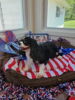Jojo, a female Cavalier King Charles Spaniel for sale in Loogootee, IN – Photo 1 of 3