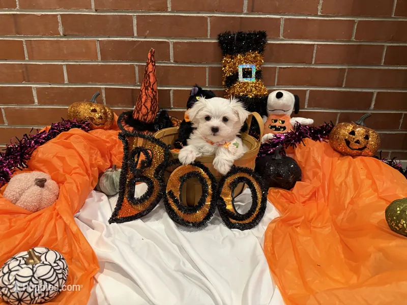 Boy 2 – Maltese puppy for sale in Jasper, IN