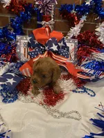 Rosie , a female Cavapoo for sale in Loogootee, IN – 7 of 7