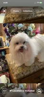 Boy1, a male Maltese for sale in Jasper, IN – 2 of 6