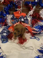 Rosie , a female Cavapoo for sale in Loogootee, IN – 6 of 7