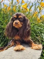 Mario, a male Cavalier King Charles Spaniel for sale in Loogootee, IN – Photo 1 of 2
