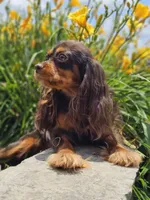 Mario, a male Cavalier King Charles Spaniel for sale in Loogootee, IN – Photo 2 of 2