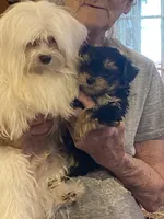 Little Bo, a male Morkie for sale in Jasper, IN – 9 of 10