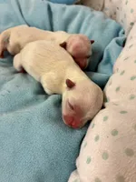 Boy1, a male Maltese for sale in Jasper, IN – 6 of 6