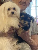 Little Bo, a male Morkie for sale in Jasper, IN – 10 of 10