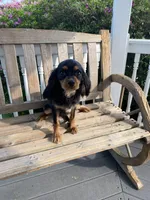 Zues, a male Cavalier King Charles Spaniel for sale in Loogootee, IN – Photo 3 of 8