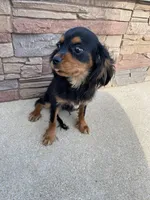 Zues, a male Cavalier King Charles Spaniel for sale in Loogootee, IN – Photo 5 of 8