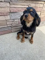 Zues, a male Cavalier King Charles Spaniel for sale in Loogootee, IN – Photo 6 of 8