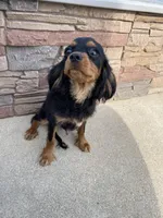 Zues, a male Cavalier King Charles Spaniel for sale in Loogootee, IN – Photo 7 of 8