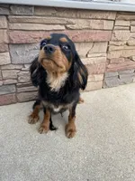 Zues, a male Cavalier King Charles Spaniel for sale in Loogootee, IN – Photo 8 of 8