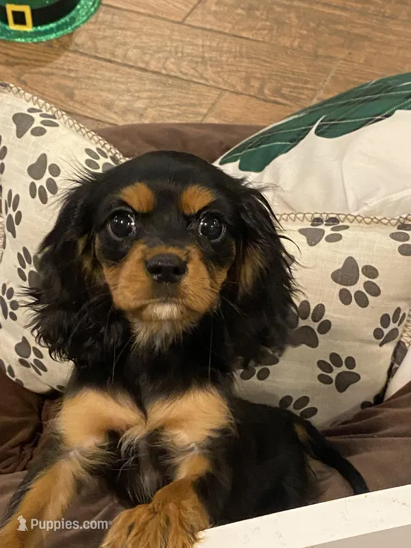 Zora – Cavalier King Charles Spaniel puppy for sale in Loogootee, IN