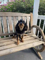 Zues, a male Cavalier King Charles Spaniel for sale in Loogootee, IN – Photo 2 of 8