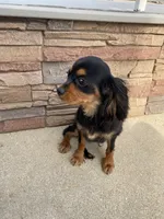 Zues, a male Cavalier King Charles Spaniel for sale in Loogootee, IN – Photo 4 of 8